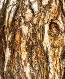 Écorce d'arbre de pin photographie stock Écorce d'arbre de pin photographie stock