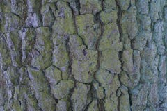 Écorce d'une grande fin d'arbre images stock Écorce d'une grande fin d'arbre images stock