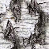 Écorce de bouleau sans couture Texture, fond images libres de droits Écorce de bouleau sans couture Texture, fond images libres de droits