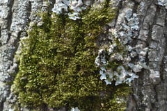Écorce fendue du vieil arbre envahi avec de la mousse verte dans la forêt d'automne images stock Écorce fendue du vieil arbre envahi avec de la mousse verte dans la forêt d'automne images stock