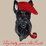 Écossais drôle Terrier de chien de hippie de bande dessinée de vecteur illustration libre de droits Écossais drôle Terrier de chien de hippie de bande dessinée de vecteur illustration libre de droits