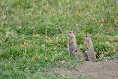 Écureuil au sol européen (citellus de Spermophilus) Photo stock Écureuil au sol européen (citellus de Spermophilus) Photo stock