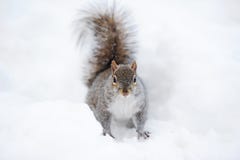 Écureuil avec la neige en hiver photo stock Écureuil avec la neige en hiver photo stock