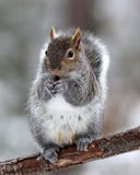 Écureuil mignon d'hiver images libres de droits Écureuil mignon d'hiver images libres de droits
