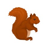 Écureuil rouge, illustration animale de vecteur de rongeur sauvage de forêt sur un fond blanc illustration de vecteur Écureuil rouge, illustration animale de vecteur de rongeur sauvage de forêt sur un fond blanc illustration de vecteur