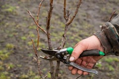 Élagage d'automne des arbres, les coupes de type avec cisaillements une branche d'une poire dans le jardin photographie stock libre de droits Élagage d'automne des arbres, les coupes de type avec cisaillements une branche d'une poire dans le jardin photographie stock libre de droits