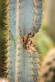 Élevage des épines un plan rapproché de cactus Photographie stock