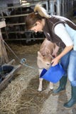 Éleveur donnant la nourriture aux animaux de ferme Photographie stock libre de droits