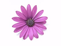 Éléments de conception : Tête de fleur photographie stock Éléments de conception : Tête de fleur photographie stock