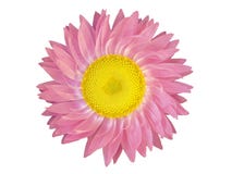 Éléments de conception : Tête de fleur rose images stock Éléments de conception : Tête de fleur rose images stock