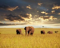 Éléphant Éléphant