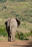 Éléphant africain images libres de droits Éléphant africain images libres de droits