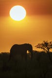 Éléphant africain de buisson sur le coucher du soleil en parc national de Kruger Photo stock Éléphant africain de buisson sur le coucher du soleil en parc national de Kruger Photo stock