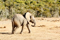 Éléphant africain de Bush images libres de droits Éléphant africain de Bush images libres de droits