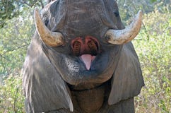 Éléphant africain de Bush (africana de Loxodonta) Photographie stock Éléphant africain de Bush (africana de Loxodonta) Photographie stock