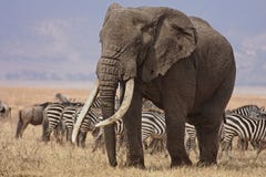 Éléphant de Bull Éléphant de Bull