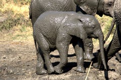 Éléphant de bébé prenant un bain dans la boue photo libre de droits Éléphant de bébé prenant un bain dans la boue photo libre de droits