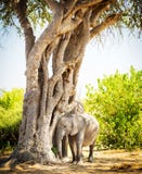 Éléphant de bébé se cachant sous l'arbre images libres de droits Éléphant de bébé se cachant sous l'arbre images libres de droits
