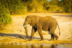Éléphant de Taureau marchant le long de la rivière Image stock Éléphant de Taureau marchant le long de la rivière Image stock