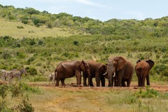 Éléphants ensemble au trou potable photos libres de droits Éléphants ensemble au trou potable photos libres de droits