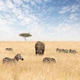 Éléphants et zèbres dans les prairies du masai Mara images stock Éléphants et zèbres dans les prairies du masai Mara images stock
