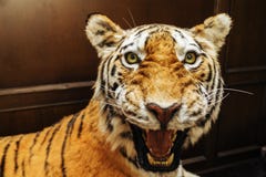 Épouvantail de tigre, tigre mauvais image stock Épouvantail de tigre, tigre mauvais image stock