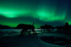 Équipe de chien de traîneau du Yukon tirant sous les lumières du nord image libre de droits Équipe de chien de traîneau du Yukon tirant sous les lumières du nord image libre de droits