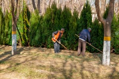 Équipe de travailleurs prêts à commencer à planter des arbres avec leurs pelles une journée de printemps ensoleillée image libre de droits Équipe de travailleurs prêts à commencer à planter des arbres avec leurs pelles une journée de printemps ensoleillée image libre de droits
