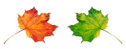 Érable-feuilles oranges et vertes d'automne Images stock Érable-feuilles oranges et vertes d'automne Images stock