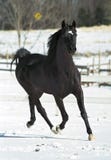 Étalon noir Étalon noir