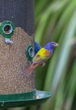 Étamine peinte par mâle sur un conducteur d'oiseau Photos libres de droits Étamine peinte par mâle sur un conducteur d'oiseau Photos libres de droits