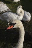 Étant observé par un cygne blanc image stock Étant observé par un cygne blanc image stock
