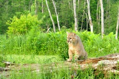 Étapes de puma sur un rondin tombé Photos libres de droits Étapes de puma sur un rondin tombé Photos libres de droits
