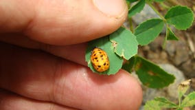 Étapes du cycle de vie de coccinelle | Chrysalides image stock Étapes du cycle de vie de coccinelle | Chrysalides image stock