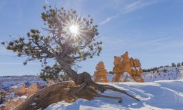 Étoile et arbre de Sun - tout en augmentant pendant l'hiver neigeux - Bryce Canyon National Park photos libres de droits Étoile et arbre de Sun - tout en augmentant pendant l'hiver neigeux - Bryce Canyon National Park photos libres de droits