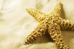 Étoiles de mer Étoiles de mer