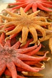Étoiles de mer Étoiles de mer