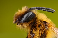 Étude pointue et détaillée extrême d'abeille photos libres de droits Étude pointue et détaillée extrême d'abeille photos libres de droits