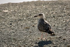 Één de jonge tribunes van zeemeeuwlarus Marinus op een strand van grijze overzeese kiezelstenen royalty-vrije stock foto Één de jonge tribunes van zeemeeuwlarus Marinus op een strand van grijze overzeese kiezelstenen royalty-vrije stock foto
