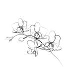 Één de orchideeschets van de lijntekening Moderne enige lijnkunst, esthetische contour Perfectioneer voor huisdecor zoals affiche stock illustratie Één de orchideeschets van de lijntekening Moderne enige lijnkunst, esthetische contour Perfectioneer voor huisdecor zoals affiche stock illustratie