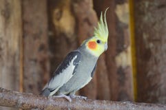Één geel-grijze Cockatiel royalty-vrije stock foto's Één geel-grijze Cockatiel royalty-vrije stock foto's