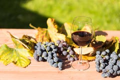 Één glas rode wijn met de herfstdruiven arround stock foto's Één glas rode wijn met de herfstdruiven arround stock foto's