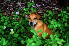 Één hond royalty-vrije stock fotografie Één hond royalty-vrije stock fotografie