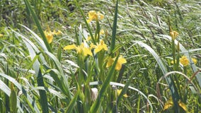 Íris amarela da flor no vento Íris amarela da flor no vento