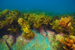 Δύσκολος σκόπελος με kelp το δάσος στοκ εικόνες Δύσκολος σκόπελος με kelp το δάσος στοκ εικόνες