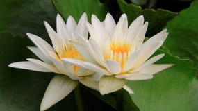 Άσπρο Lotus άνθισης ρυμούλκησης στοκ εικόνες Άσπρο Lotus άνθισης ρυμούλκησης στοκ εικόνες