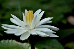 Άσπροι κρίνος νερού/Lotus - κλείστε επάνω στοκ φωτογραφία με δικαίωμα ελεύθερης χρήσης Άσπροι κρίνος νερού/Lotus - κλείστε επάνω στοκ φωτογραφία με δικαίωμα ελεύθερης χρήσης