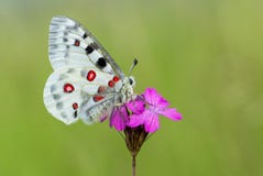 Απόλλωνας Buterfly Parnassius απόλλωνας στη Δημοκρατία της Τσεχίας στοκ εικόνα Απόλλωνας Buterfly Parnassius απόλλωνας στη Δημοκρατία της Τσεχίας στοκ εικόνα