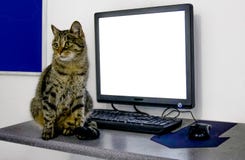Γάτα, υπόβαθρο, λευκό, lap-top, πίνακας, χαριτωμένος, κείμενο, γατάκι, διαφήμιση, ο Μαύρος, γατάκι, όμορφος, όμορφος, κενό, mon στοκ εικόνα Γάτα, υπόβαθρο, λευκό, lap-top, πίνακας, χαριτωμένος, κείμενο, γατάκι, διαφήμιση, ο Μαύρος, γατάκι, όμορφος, όμορφος, κενό, mon στοκ εικόνα