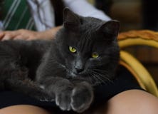 Γκρίζα γάτα με τα φωτεινά μάτια στοκ φωτογραφία Γκρίζα γάτα με τα φωτεινά μάτια στοκ φωτογραφία